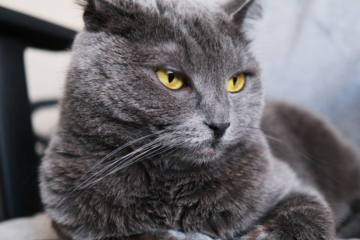 Gatto randagio malmena anziani: 