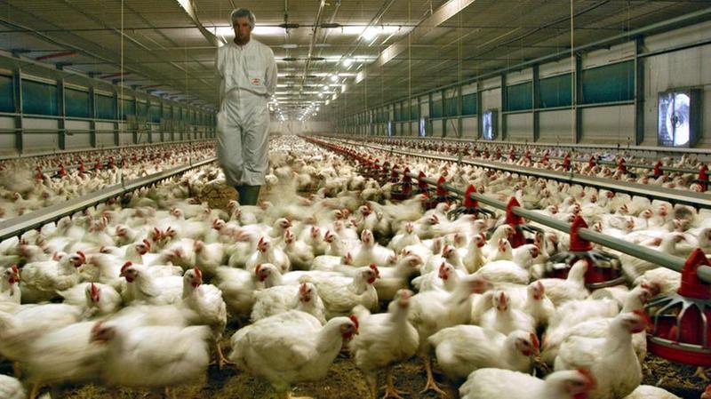 Due nuove ondate di influenza aviaria: 45mila volatili uccisi nell'Alto Mantovano...